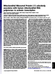 Mitochondrial Ribosomal Protein L12 selectively ... - Semantic Scholar