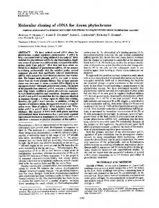 Molecular cloning of cDNA for Avena phytochrome