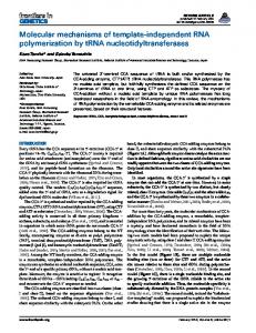 Molecular mechanisms of template-independent ... - Semantic Scholar