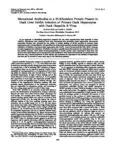 Monoclonal Antibodies to a 55-Kilodalton Protein ... - Journal of Virology