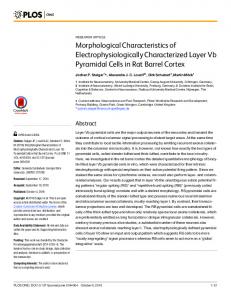 Morphological Characteristics of