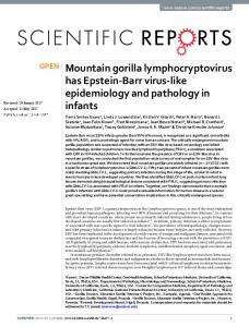 Mountain gorilla lymphocryptovirus has Epstein-Barr ...
