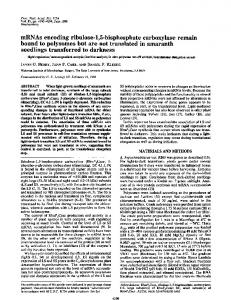 mRNAs encoding ribulose-1,5-bisphosphate carboxylase ... - NCBI