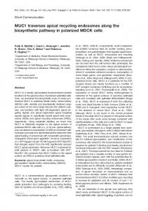 MUC1 traverses apical recycling endosomes along the biosynthetic ...