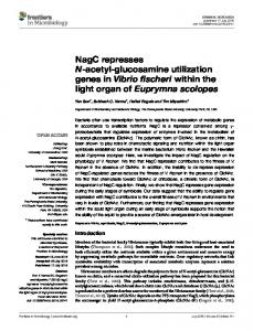 NagC represses N-acetyl-glucosamine utilization ... - Semantic Scholar