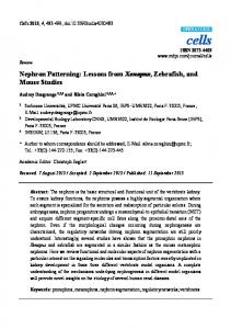 Nephron Patterning: Lessons from Xenopus ... - Semantic Scholar