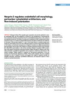 Nesprin-3 regulates endothelial cell morphology ... - BioMedSearch