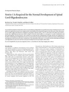 Netrin-1 Is Required for the Normal Development ... - Semantic Scholar