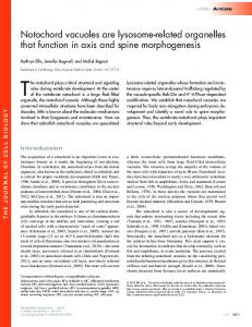 Notochord vacuoles are lysosome-related organelles ... - BioMedSearch