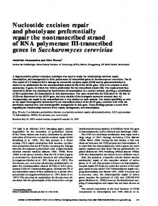 Nucleotide excision repair and photolyase preferentially - Genes ...