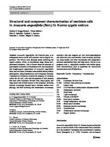 O. Kuntze zygotic embryo - Springer Link