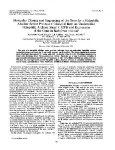 of the Gene in Haloferax volcanii - Journal of Bacteriology - American ...