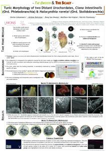 (Ord. Phlebobranchia) & Halocynthia roretzi (Ord ...