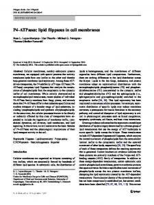 P4-ATPases: lipid flippases in cell membranes