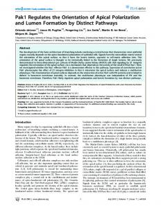 Pak1 Regulates the Orientation of Apical ... - Semantic Scholar