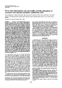 PC12 cells differentiate into chromaffin cell-like phenotype in - PNAS