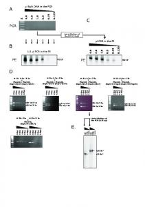 PCR PE PE PCR PE PE - PLOS
