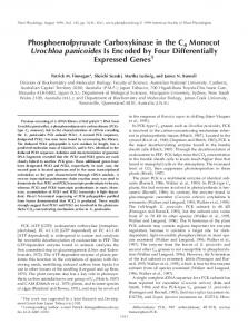 Phosphoenolpyruvate Carboxykinase in the C4 ... - Plant Physiology