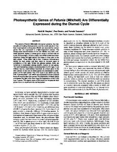 Photosynthetic Genes of Petunia (Mitchell) Are Differentially ... - NCBI