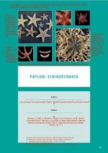 phylum: echinodermata