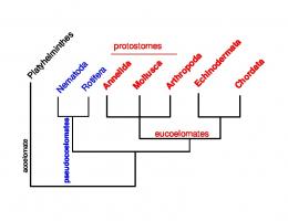 Phylum Mollusca