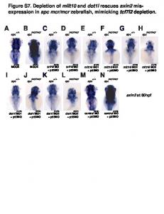 PLOS BIOL Supplementary Figure S7.ai