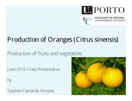 Production of Oranges (Citrus sinensis)