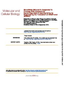 Promote RAS MicroRNAs 206