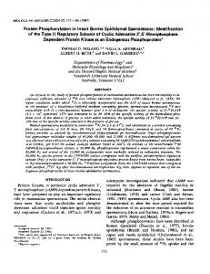 Protein Phosphorylation in Intact Bovine Epididymal Spermatozoa ...