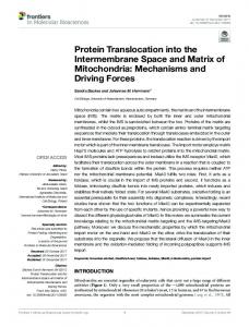 Protein Translocation into the Intermembrane