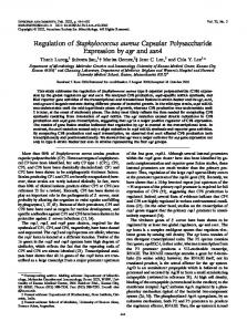 Regulation of Staphylococcus aureus Capsular Polysaccharide