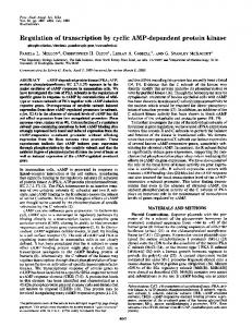 Regulation of transcription by cyclic AMP-dependent protein kinase