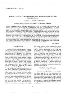 reproductive cycle in the common wall lizard (podarcis muralis)