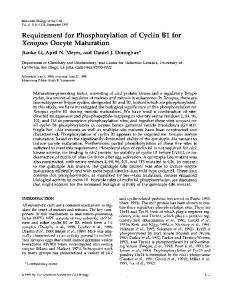 Requirement for Phosphorylation of Cyclin Bi for ... - Europe PMC