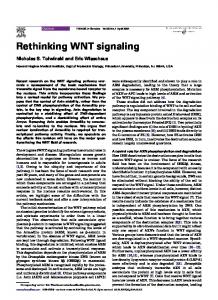 Rethinking WNT signaling - Cell Press