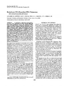 Reticulocyte RNA-Dependent RNA Polymerase