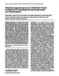 Rhizobium leguminosarum - APS Journals - American