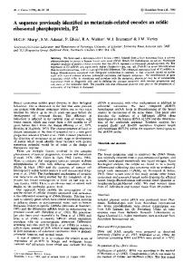 ribosomal phosphoprotein, P2 - NCBI