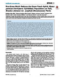 Rice-Straw Mulch Reduces the Green Peach Aphid ... - CiteSeerX