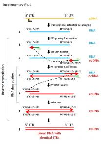 RNA gDNA 5' LTR 3' LTR RNA ecDNA RNA ecDNA