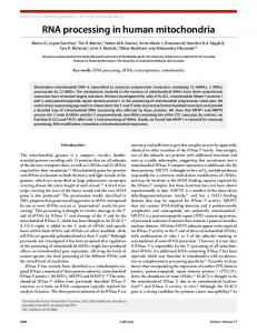 RNA processing in human mitochondria