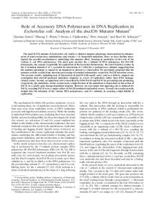 Role of Accessory DNA Polymerases in DNA Replication in