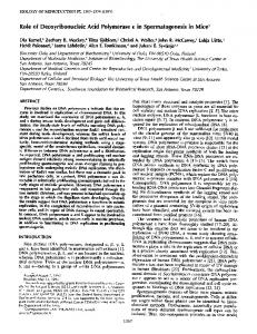 Role of Deoxyribonucleic Acid Polymerase E in Spermatogenesis in ...