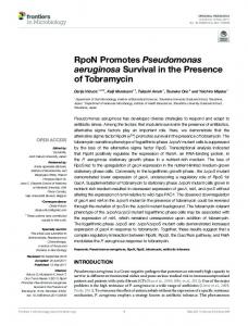 RpoN Promotes Pseudomonas aeruginosa