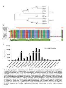 S2 Fig. Phylogenetic tree and multi-alignment of CCA1 ... - PLOS