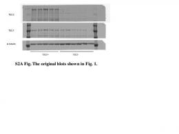 S2A Fig. The original blots shown in Fig. 1. - PLOS