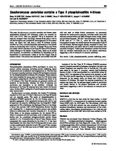 Saccharomyces cerevisiae contains a Type II ... - Semantic Scholar