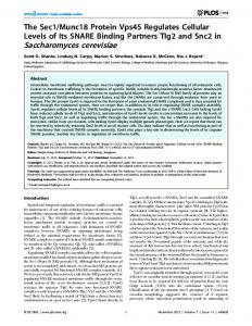 Saccharomyces cerevisiae - ScienceOpen