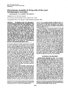 Saccharomyces cerevisiae