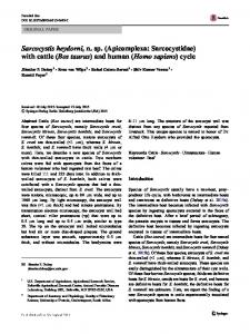 Sarcocystis heydorni, n. sp.